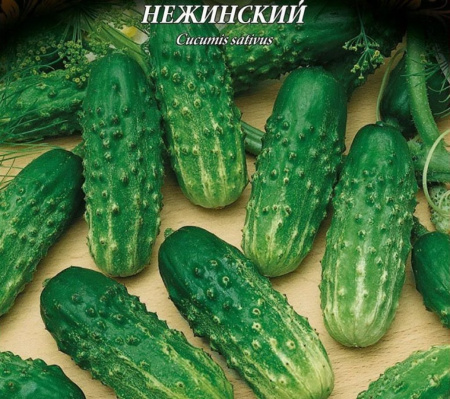 Огурец Нежинский (S) фото в интернет-магазине "Сортовые семена"