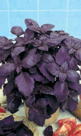 Базилик фиолетовый Ереванский фото в интернет-магазине "Сортовые семена"