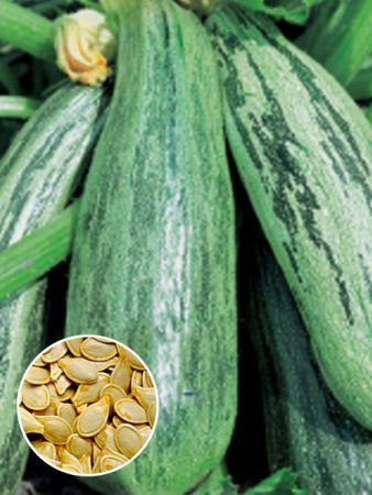 Кабачок цуккини Куанд гриппер фас.10шт фото в интернет-магазине "Сортовые семена"
