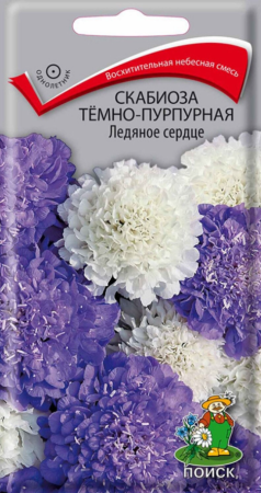 Скабиоза темно-пурпурная Ледяное сердце (ЦВ) ("1) 10шт фото в интернет-магазине "Сортовые семена"