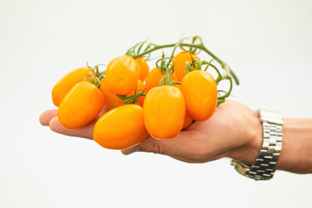 Томат Версаль F1 фото в интернет-магазине "Сортовые семена" Томат Версаль F1 фото в интернет-магазине "Сортовые семена"