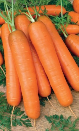 Морковь Самсон (Марс) Б/П 0,5 г. фото в интернет-магазине "Сортовые семена"