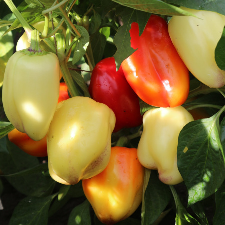 Перец сладкий Красавец Приобья ® (10 шт) фото в интернет-магазине "Сортовые семена"