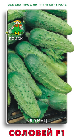 Огурец Соловей F1 фото в интернет-магазине "Сортовые семена"