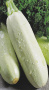 Кабачок Белоплодные 1,0 г б/п фото в интернет-магазине "Сортовые семена"
