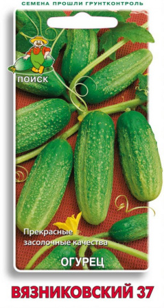 Огурец Вязниковский 37  (ЦВ) 15шт. фото в интернет-магазине "Сортовые семена"