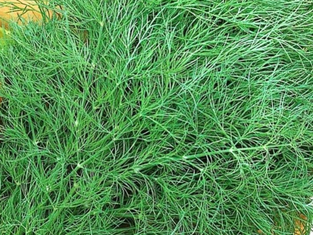 Укроп Супердукат OE (S) фото в интернет-магазине "Сортовые семена" Укроп Супердукат OE (S) фото в интернет-магазине "Сортовые семена"