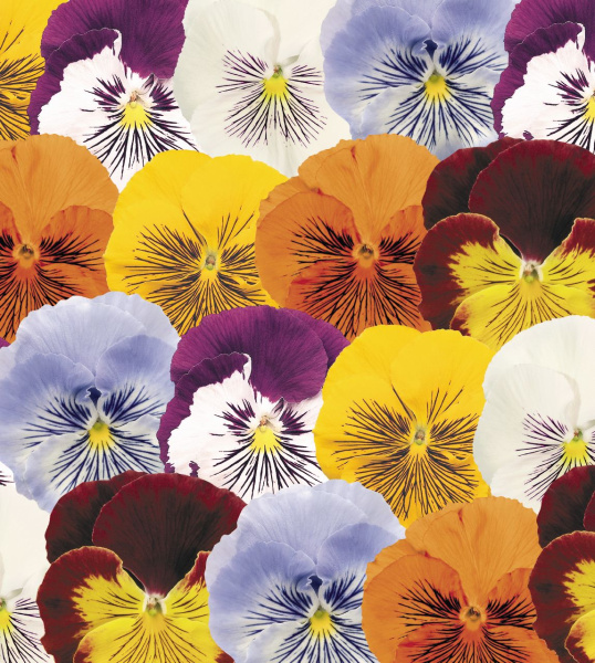 Фото Виола крупноцветковая Кетс Лайт Блю, 100шт. Профессиональная упаковка