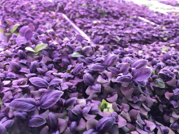 Фото Базилик фиолетовый для проращивания 
