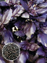 Базилик фиолетовый для проращивания  фото в интернет-магазине "Сортовые семена"