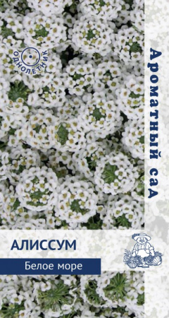 Алиссум Белое море (ЦП) 0,3 фото в интернет-магазине "Сортовые семена"