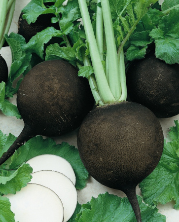 Редька черная Круглая зимняя фото в интернет-магазине "Сортовые семена"