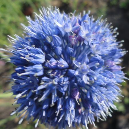 Лук голубой (1 г) фото в интернет-магазине "Сортовые семена"