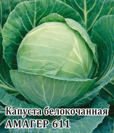 Капуста белокочанная Амагер 611 s фото в интернет-магазине "Сортовые семена"