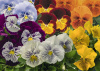 Виола крупноцветковая Кетс Микс, 100шт. Профессиональная упаковка фото в интернет-магазине "Сортовые семена"