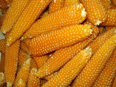 Кукуруза Попкорн 5г фото в интернет-магазине "Сортовые семена"