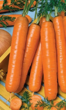 Морковь Витаминная 6 фото в интернет-магазине "Сортовые семена"
