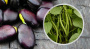 Бобы овощные Русские черные (S) фото в интернет-магазине "Сортовые семена"